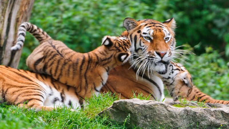 Tiger Cub Playing with Adult — Orange