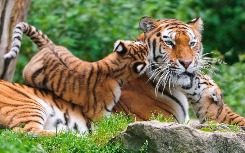 Tiger Cub Playing with Adult