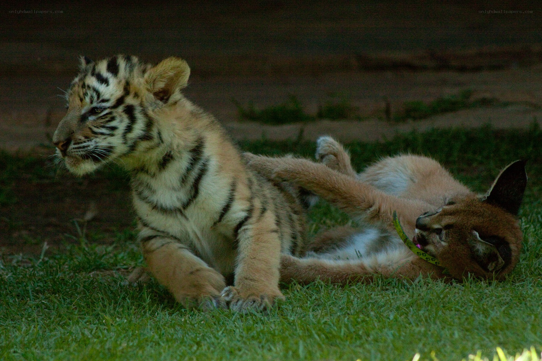 tiger cub playing with caracal