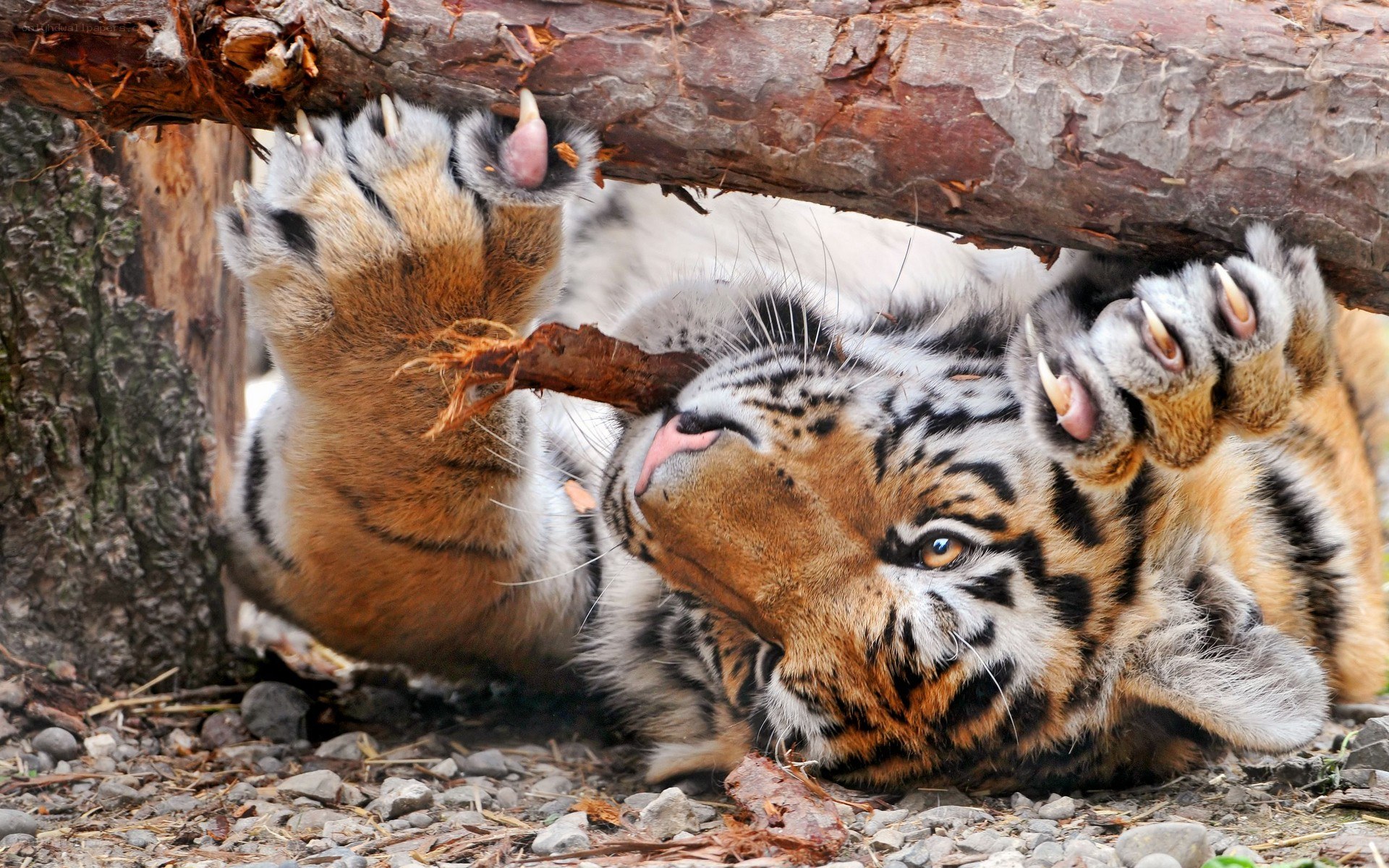 Tiger cub playing with log