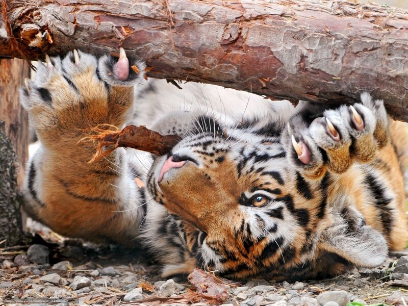 tiger cub playing with log
