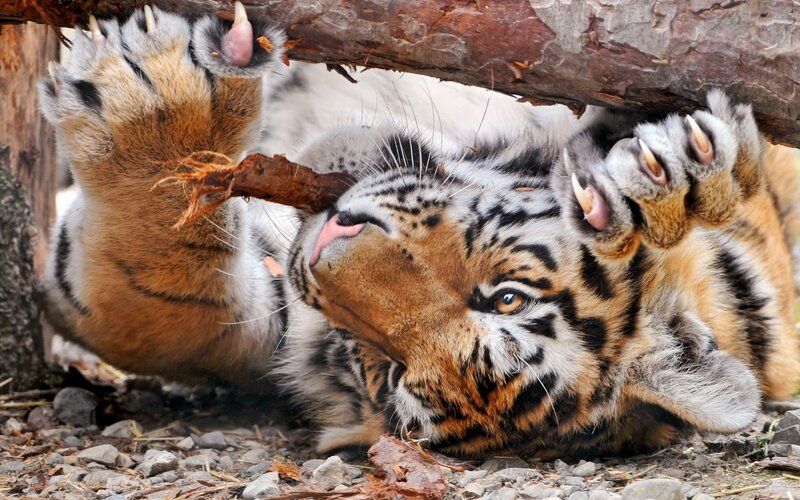 tiger cub playing with stick