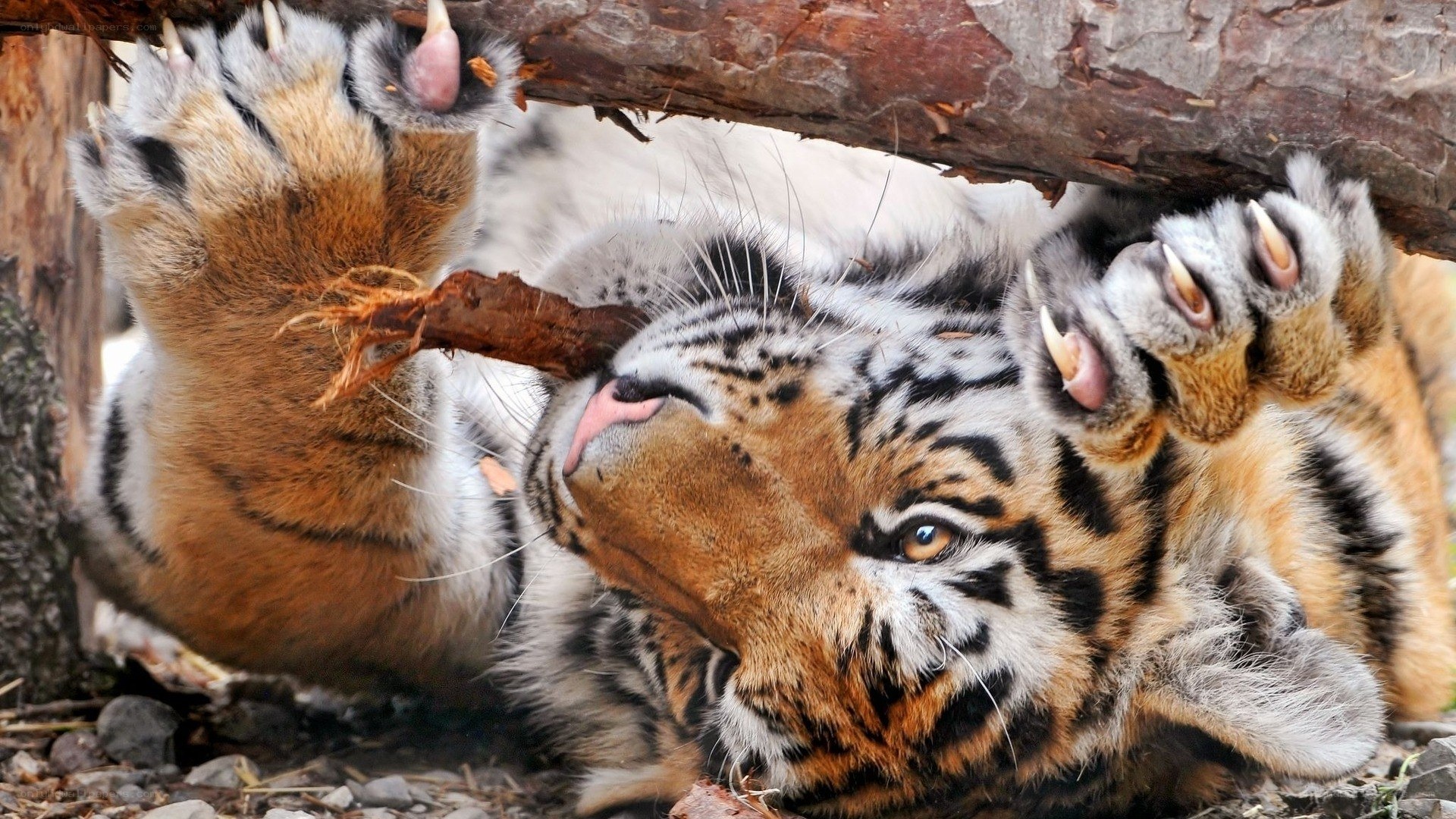 tiger cub playing with stick