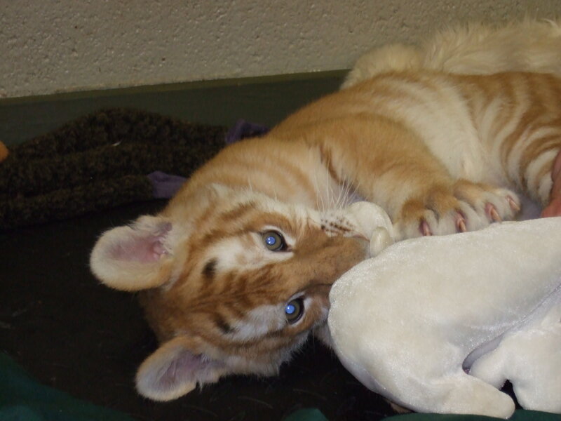 tiger cub playing with toy