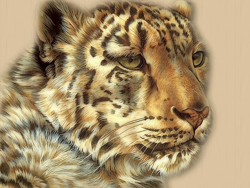 tiger cub portrait