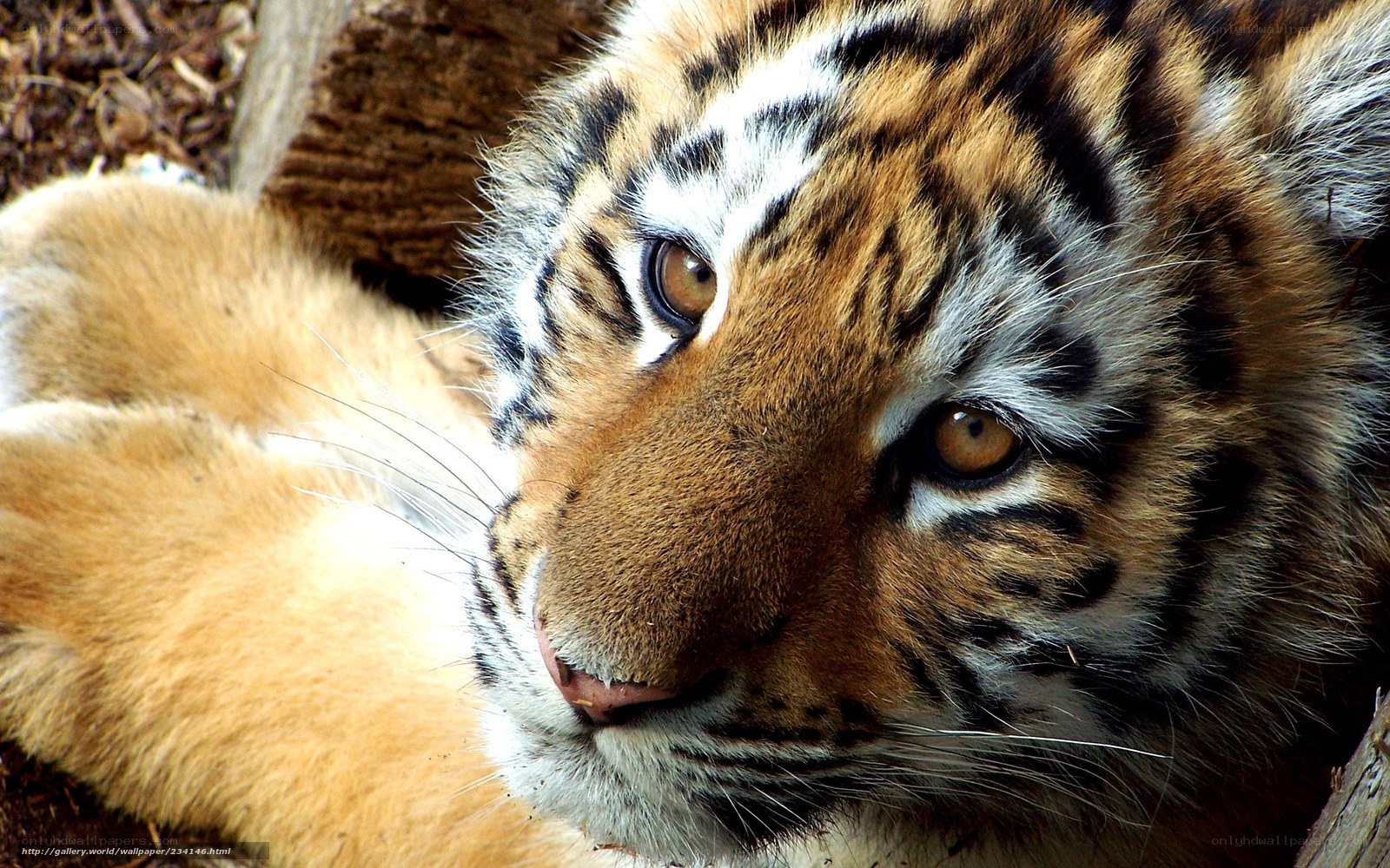 tiger cub resting
