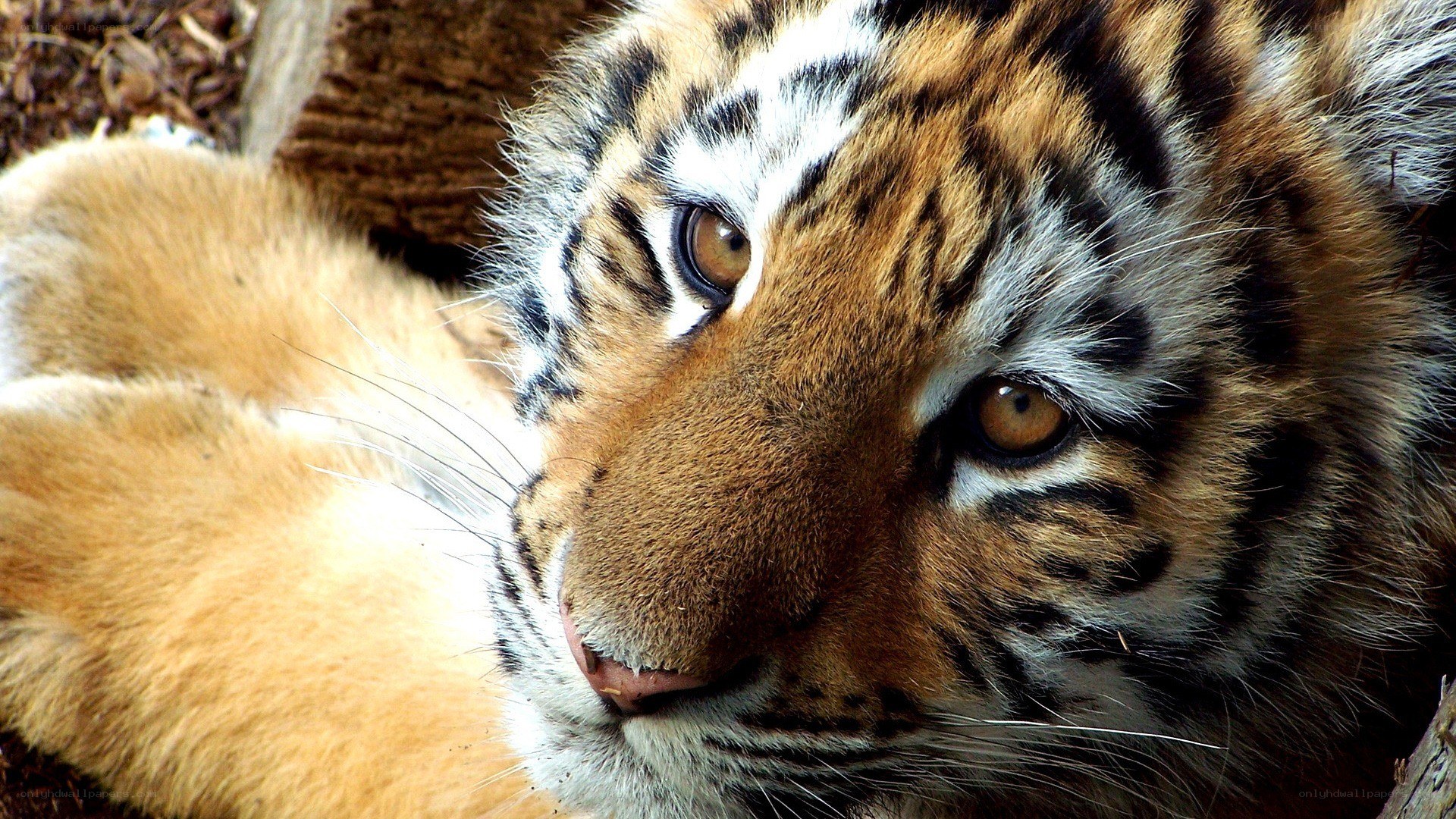 tiger cub resting
