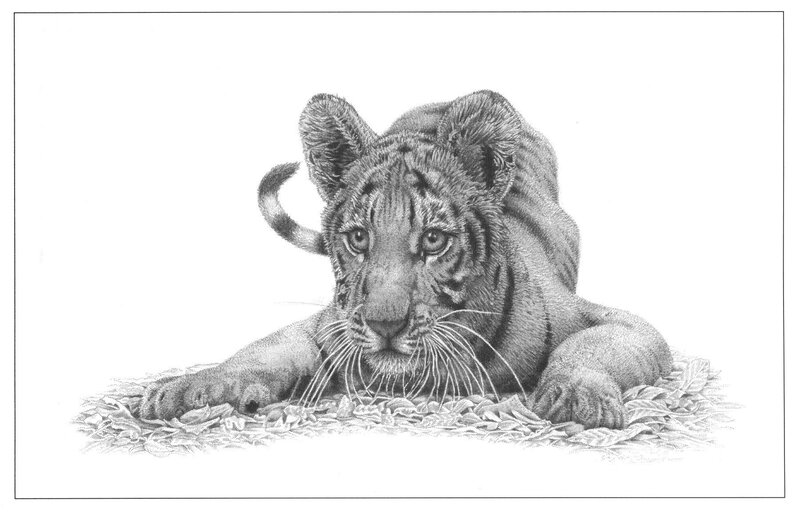tiger cub resting