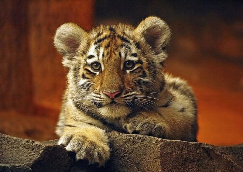 Tiger Cub Resting — Brown, Calm