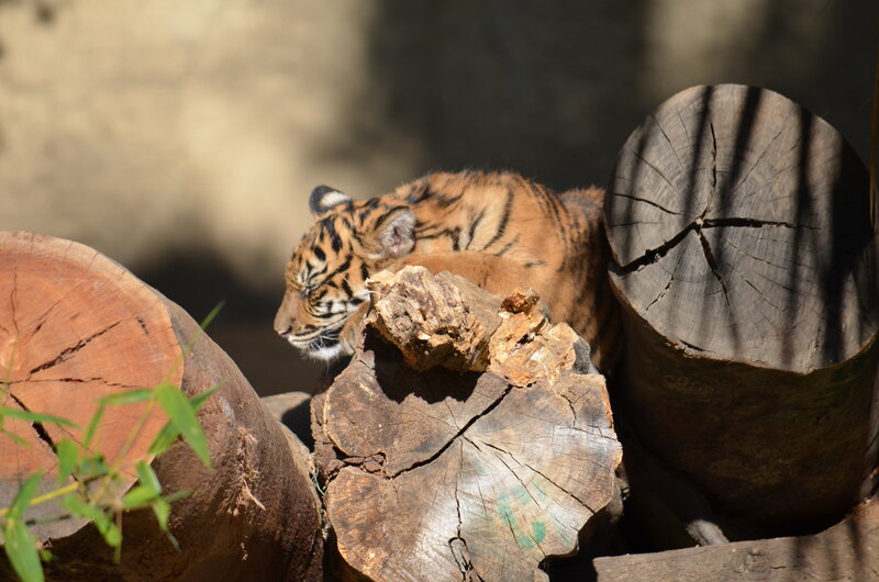 Tiger Cub Resting — Brown