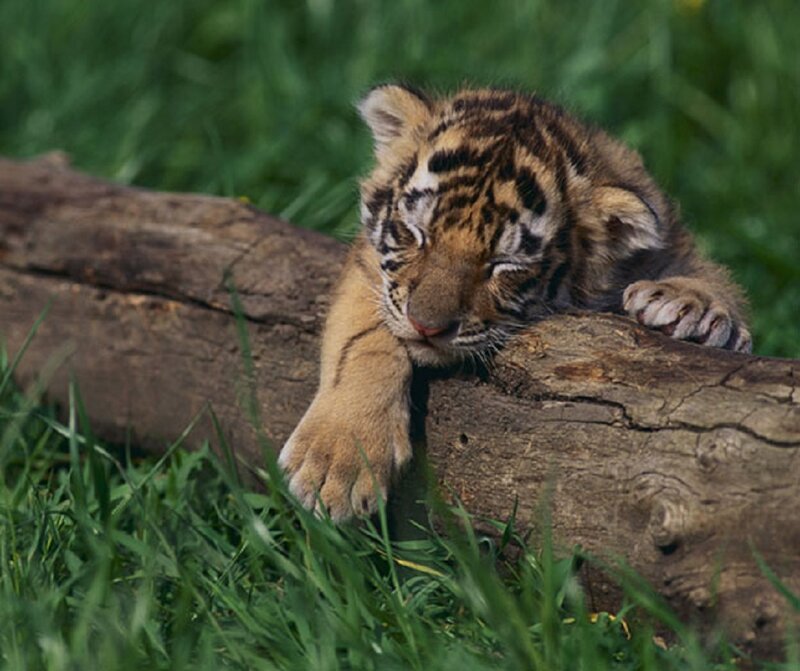 Tiger Cub Resting — Green, Peaceful