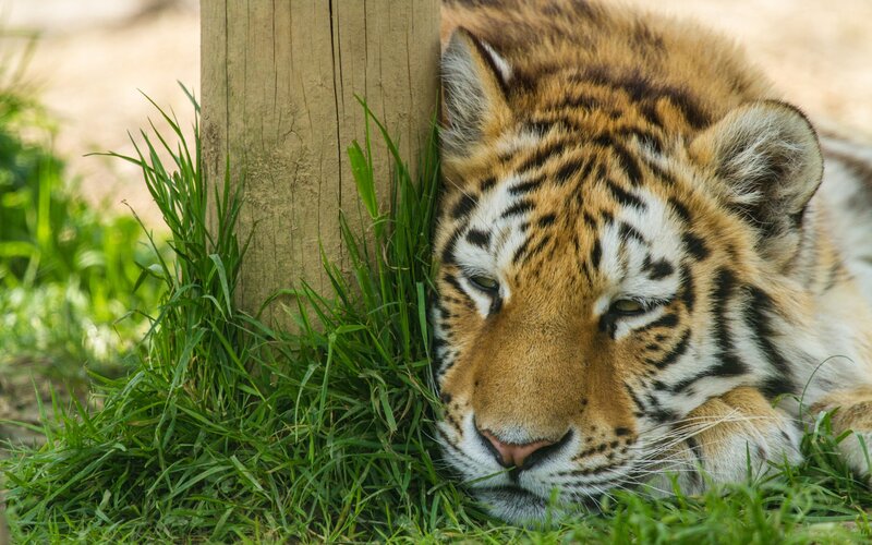 Tiger Cub Resting — Green