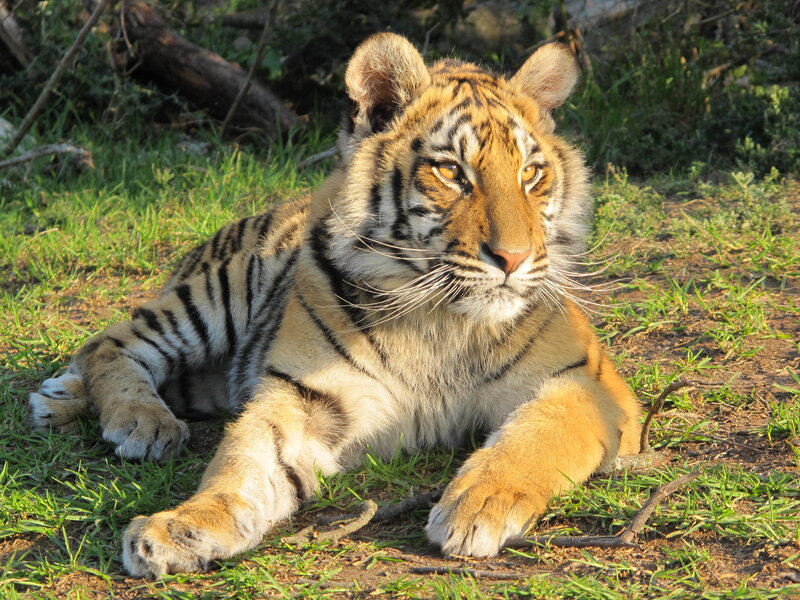tiger cub resting in grass