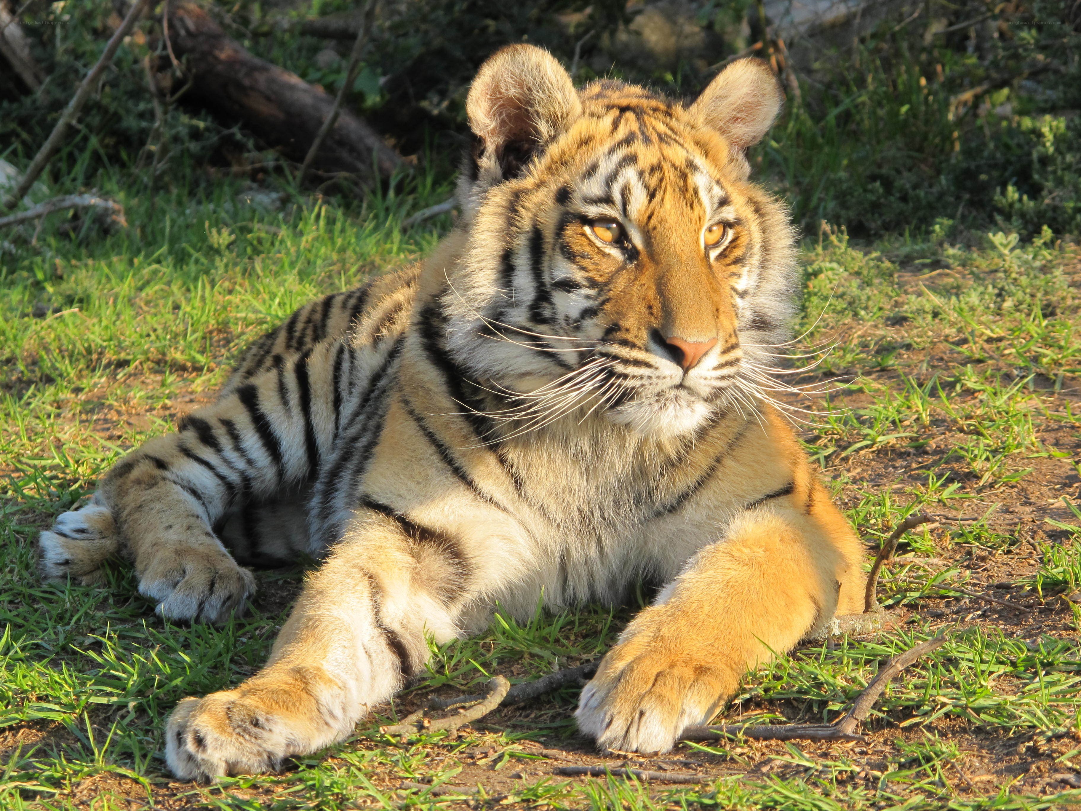 tiger cub resting in grass