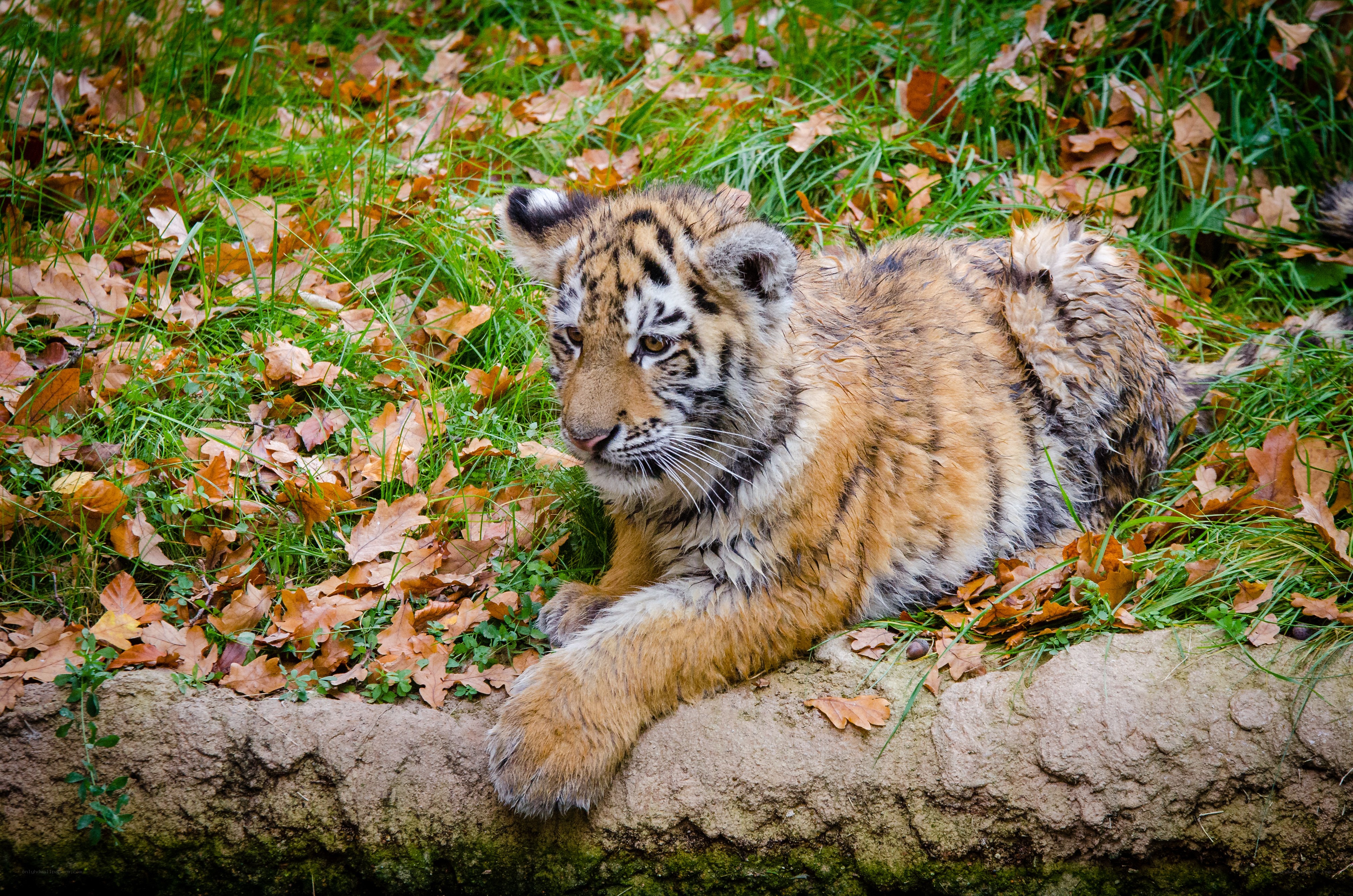 tiger cub resting in leaves