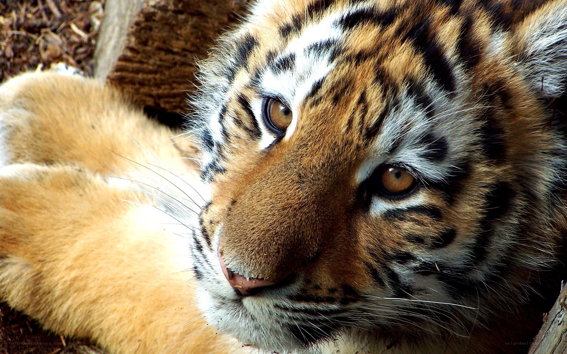 tiger cub resting in sunlight