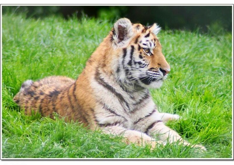 tiger cub resting on grass