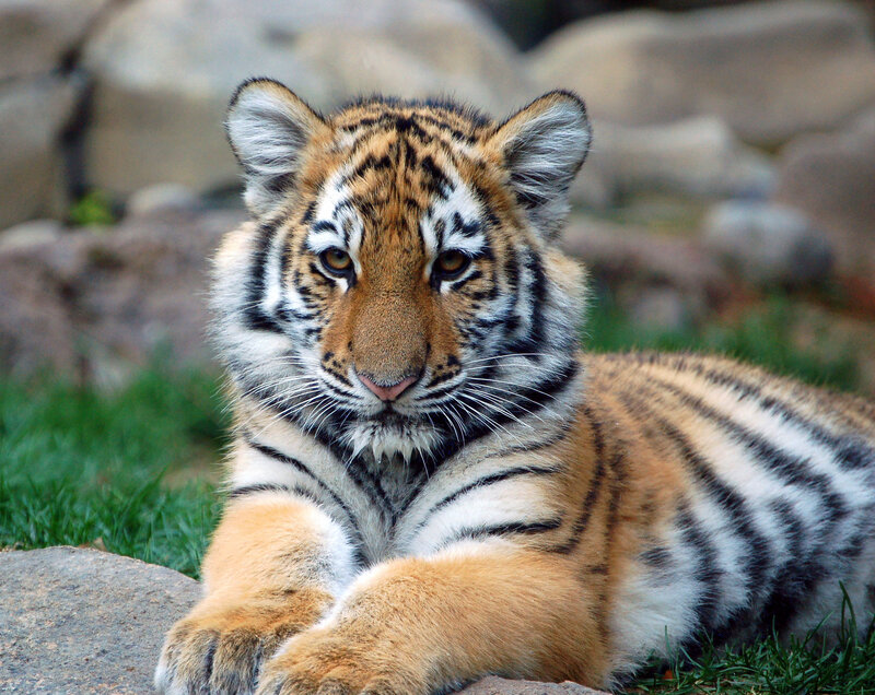 tiger cub resting on grass