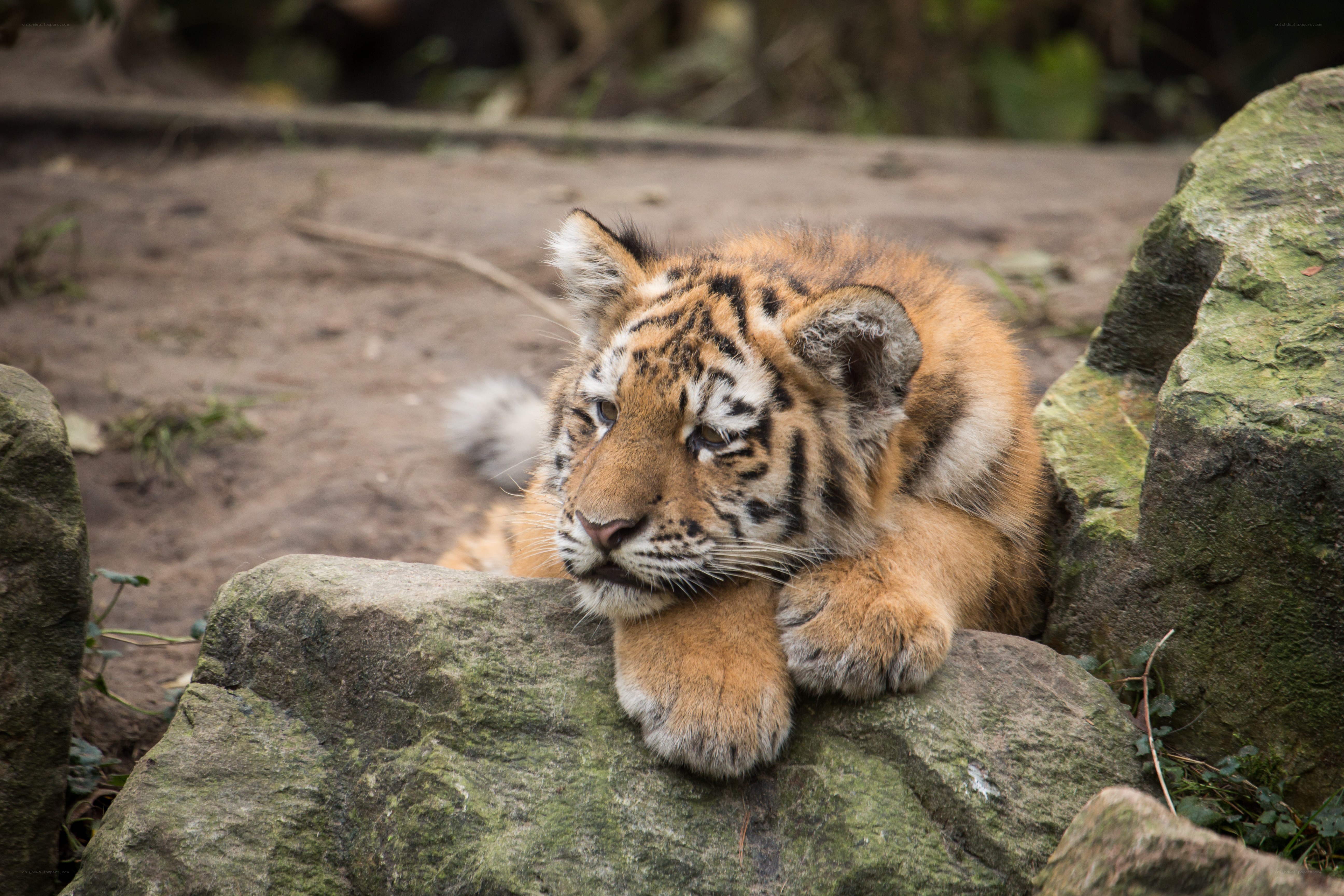 tiger cub resting on rock