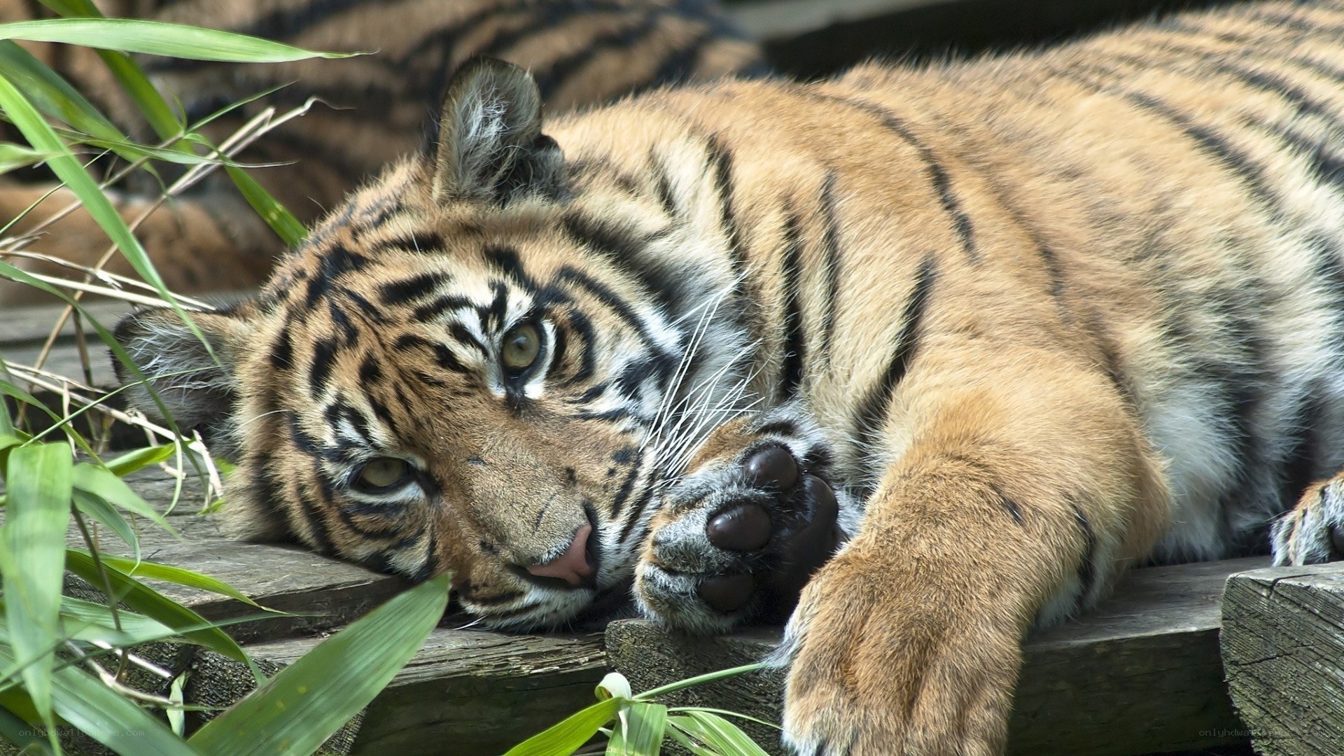 tiger cub resting on wood