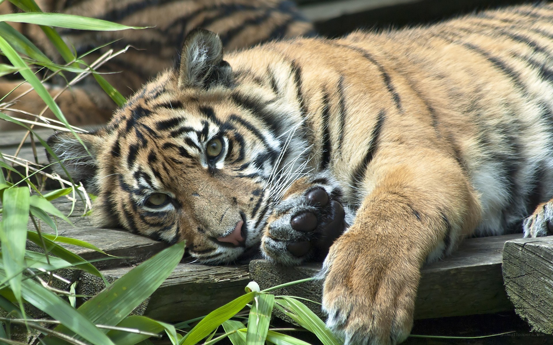 tiger cub resting on wood