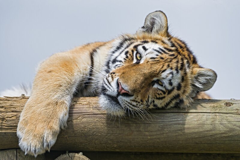 Tiger Cub Resting — Orange, Calm, Afternoon, Photograph