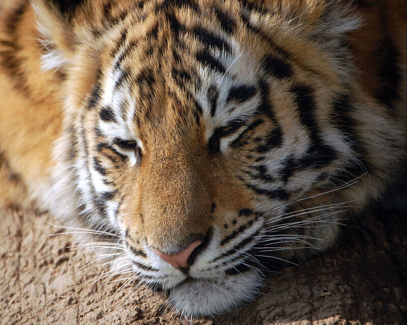 Tiger Cub Resting — Orange, Calm, Afternoon, Photograph, Whiskers