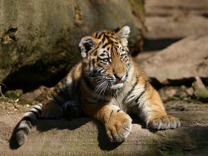 Tiger Cub Resting — Orange, Calm, Afternoon