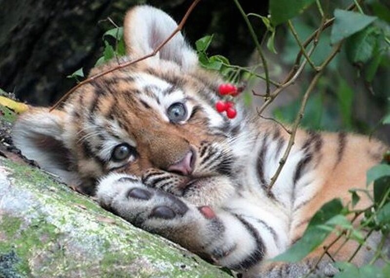 Tiger Cub Resting — Orange, Calm, Photograph, Berries