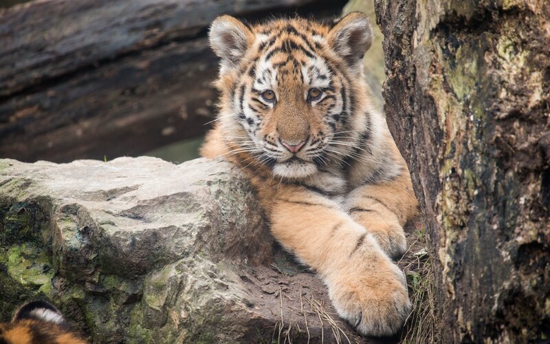 Tiger Cub Resting — Orange, Calm, Photograph, Rock