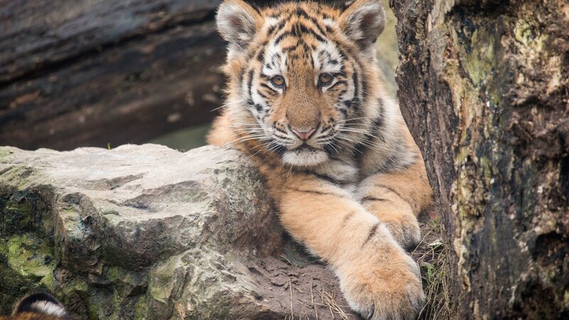 Tiger Cub Resting — Orange, Calm, Photograph, Rock, Tree Trunk