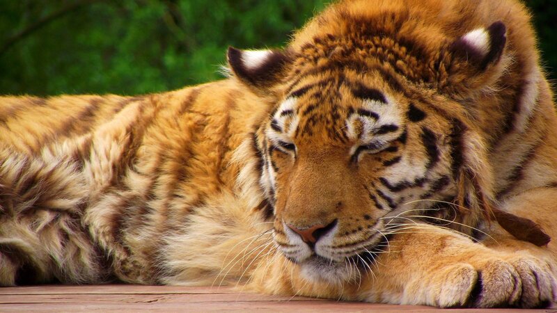 Tiger Cub Resting — Orange, Calm, Photograph, Wooden Surface, Green Foliage