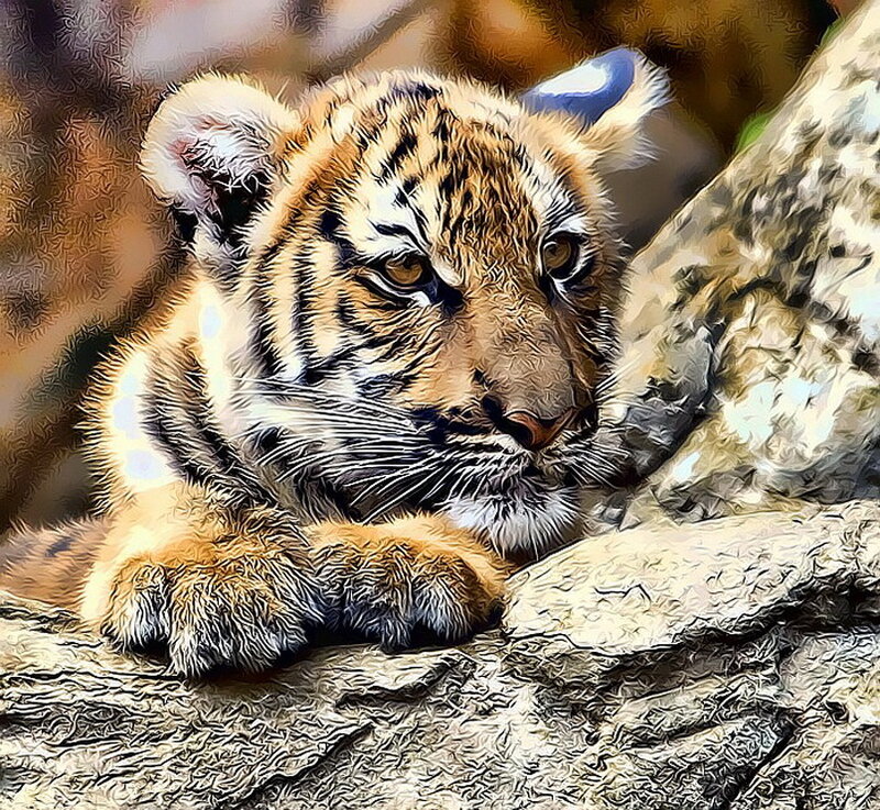 Tiger Cub Resting — Orange, Calm