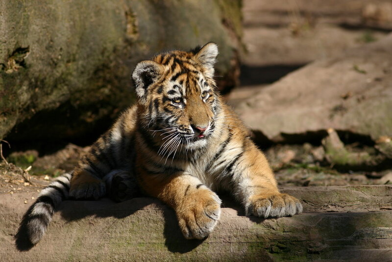 Tiger Cub Resting — Orange