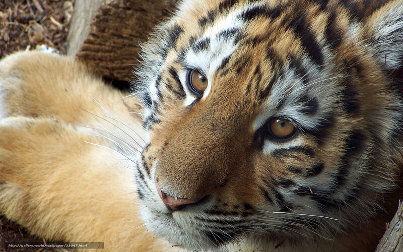 tiger cub resting