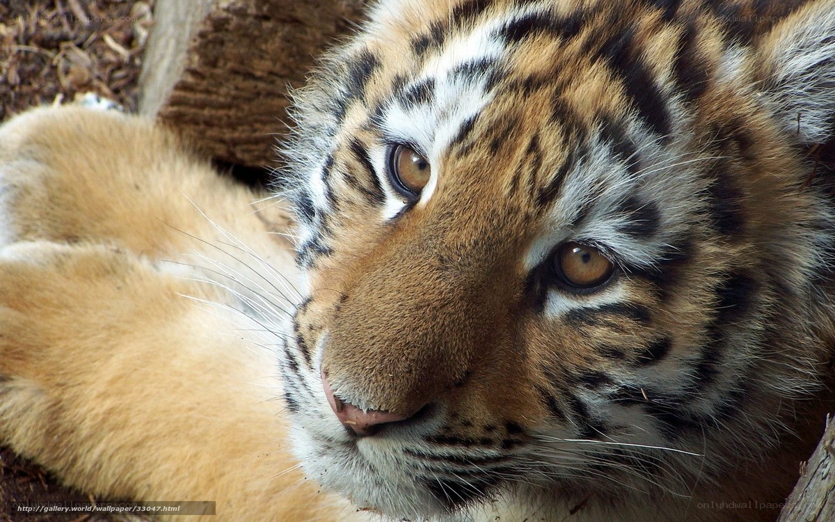 tiger cub resting