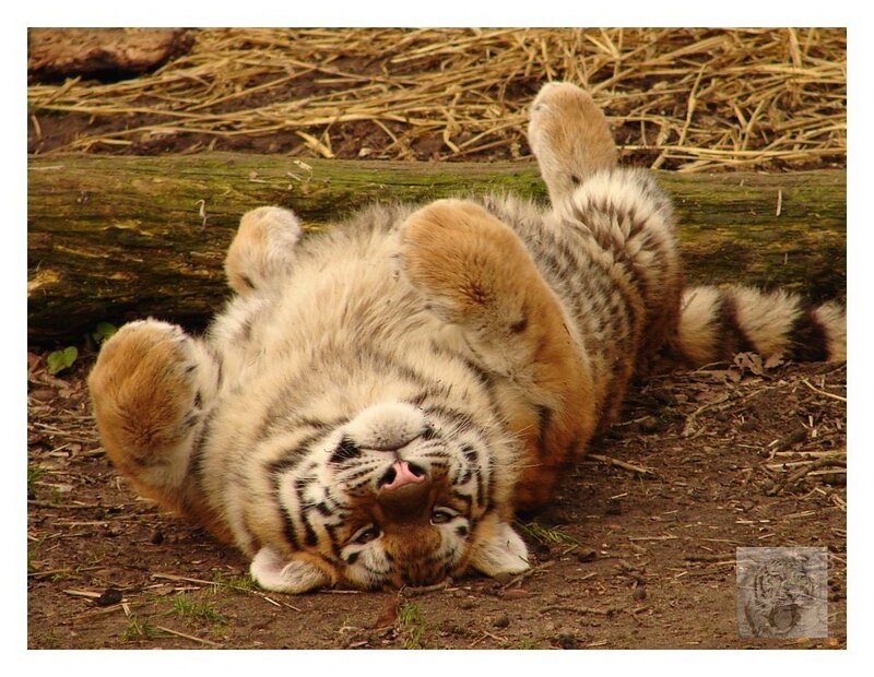 tiger cub rolling on back