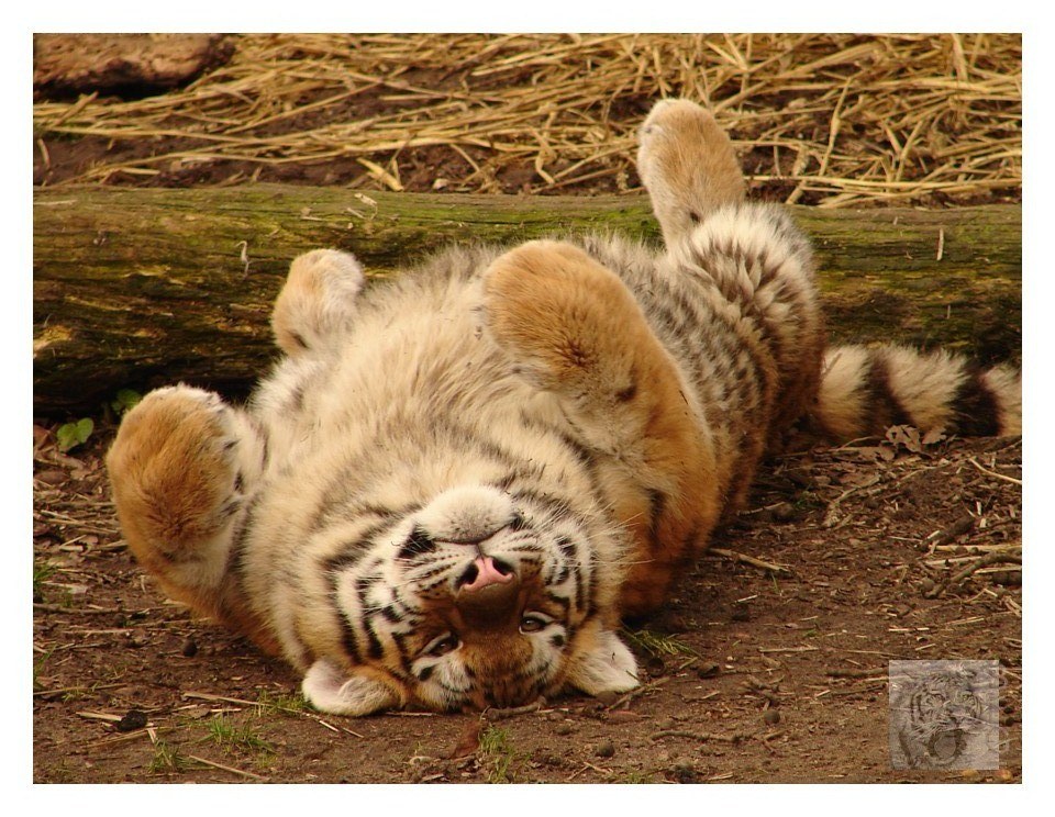 tiger cub rolling on back