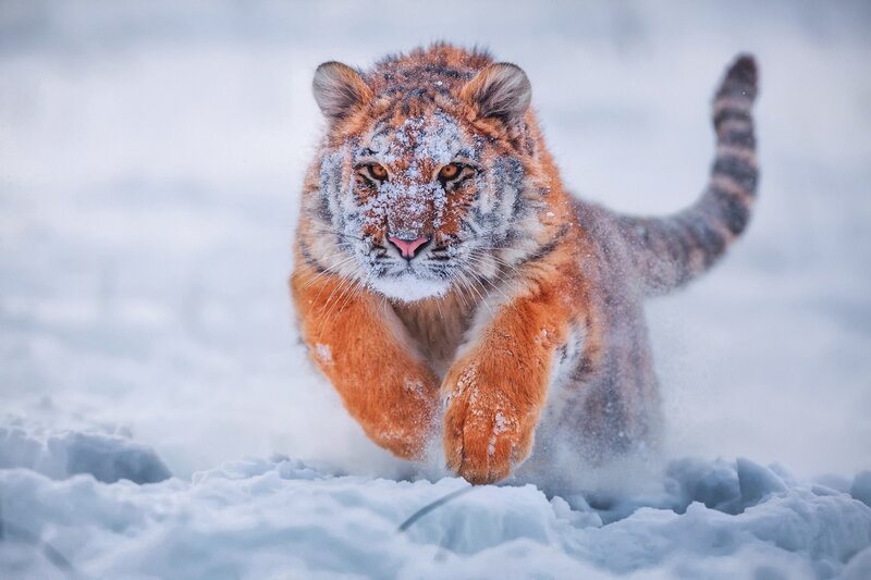 Tiger Cub Running in Snow