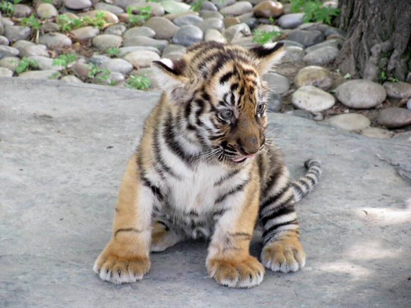 Tiger Cub Sitting — Brown, Calm, Afternoon