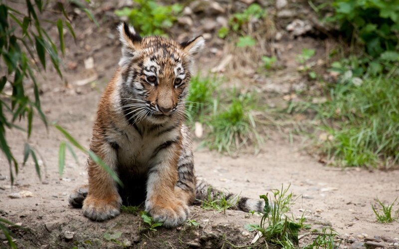 Tiger Cub Sitting — Brown, Calm