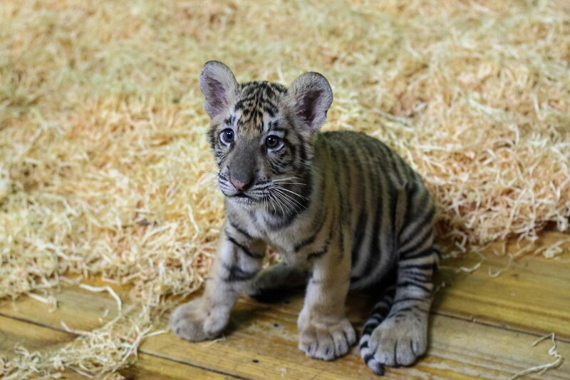 Tiger Cub Sitting — Brown