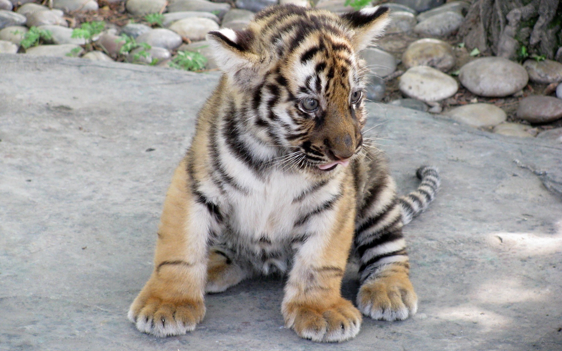 tiger cub sitting on stone