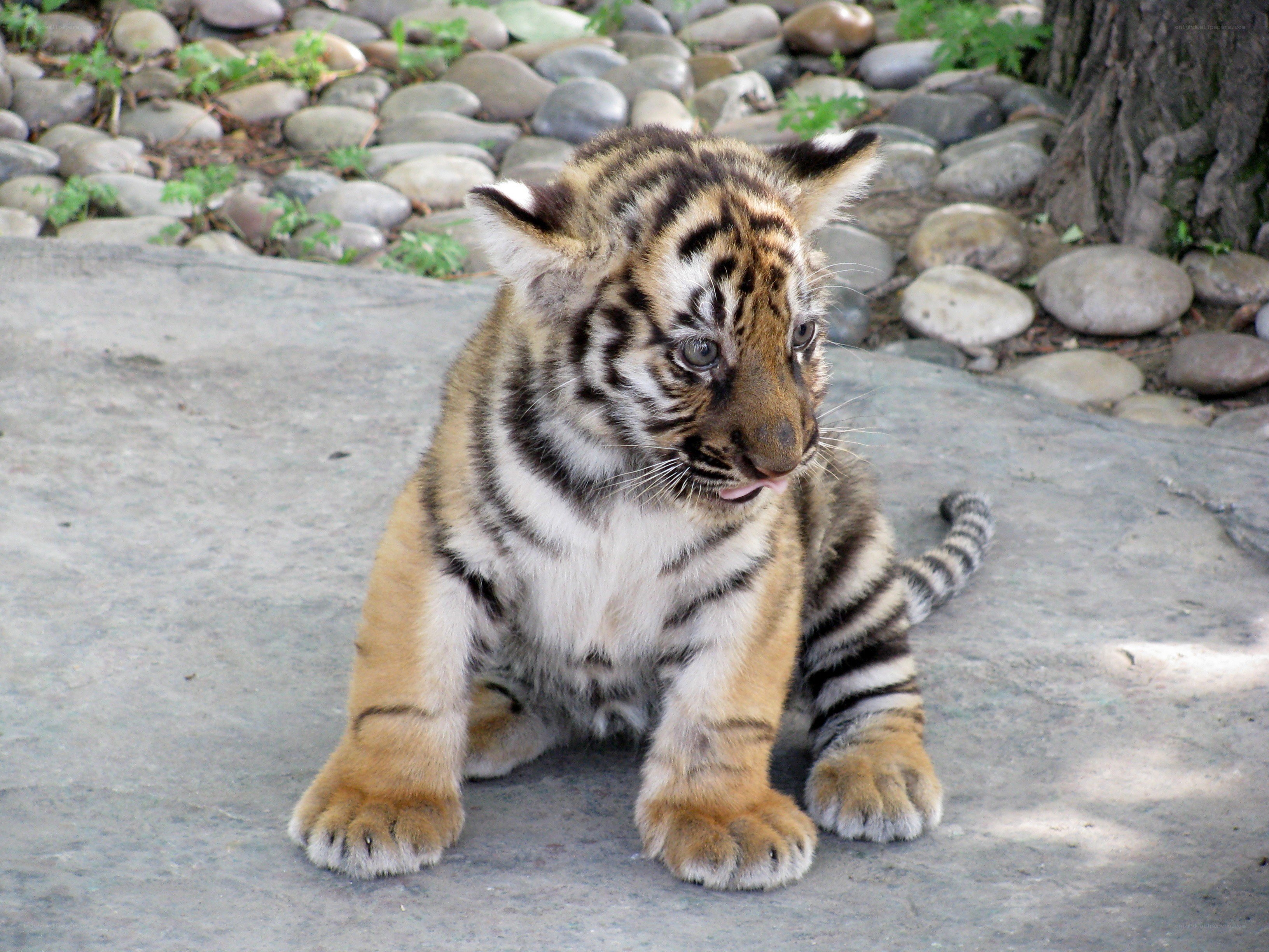 tiger cub sitting on stone