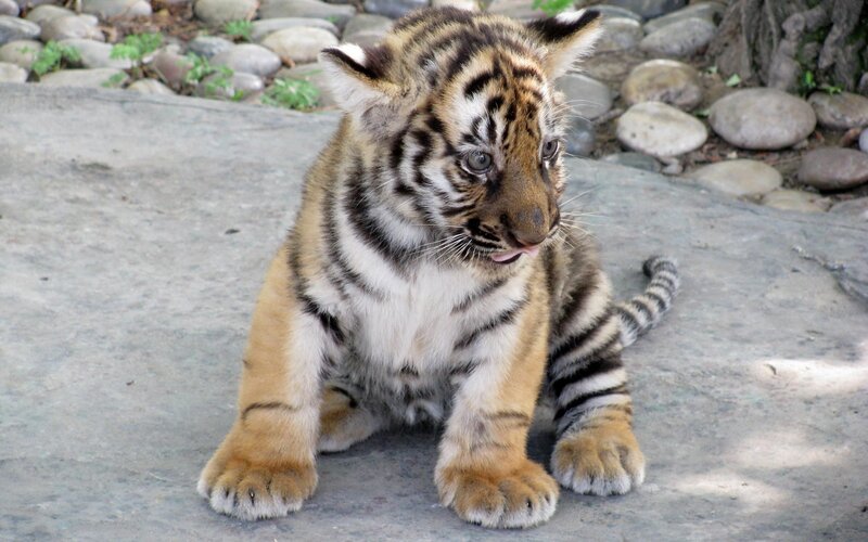 Tiger Cub Sitting — Orange, Calm, Afternoon