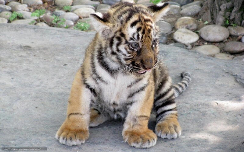 Tiger Cub Sitting — Orange, Calm
