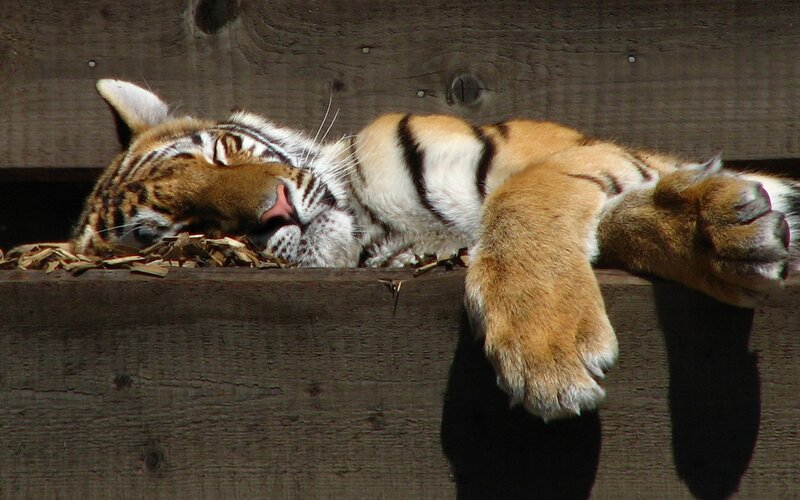 Tiger Cub Sleeping — Brown, Peaceful, Afternoon