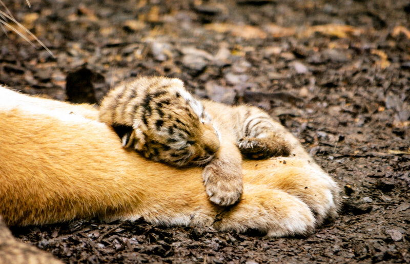 Tiger Cub Sleeping — Brown, Peaceful, Photograph, Adult Tiger