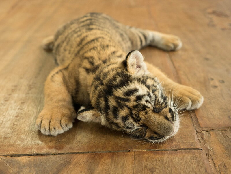 Tiger Cub Sleeping — Brown, Peaceful, Photograph