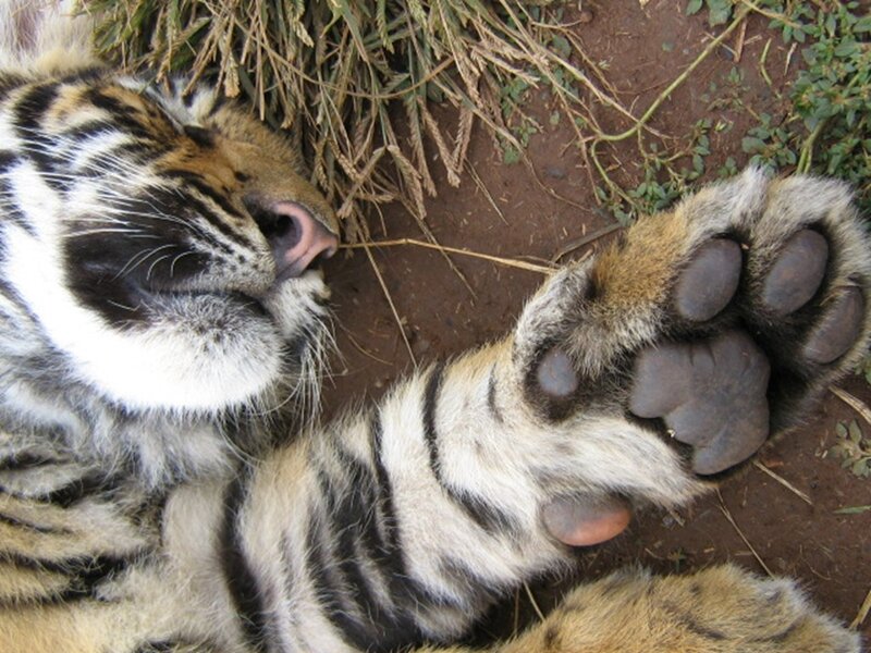 Tiger Cub Sleeping — Brown, Peaceful